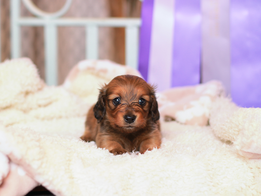 カニンヘンダックスフンド ポポ & ジルベールの子犬 レッド 女の子