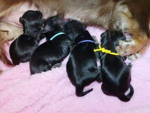 ダックスフンド カニンヘン アン.hb 8/31出産しました