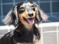 いちご カニンヘン ブラックタン