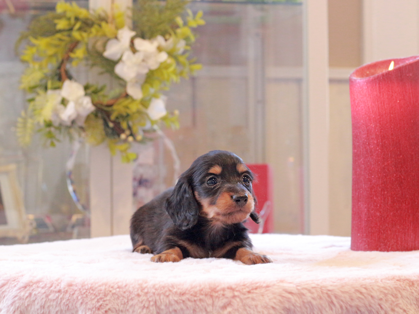 カニンヘン ダックスフンド トマト & ボノの子犬 ブラタン 男の子