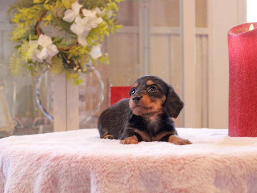 カニンヘン ダックスフンド トマト & ボノの子犬 ブラタン 男の子