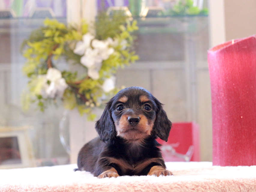 カニンヘン ダックスフンド トマト & ボノの子犬 ブラタン 男の子