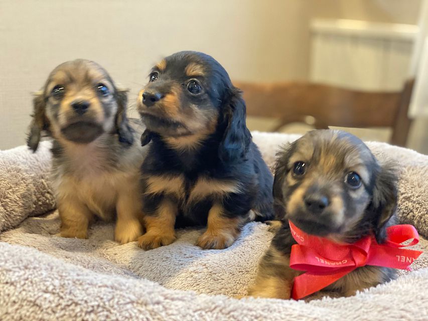 カニンヘン ダックスフンド シール & ブルースの子犬達