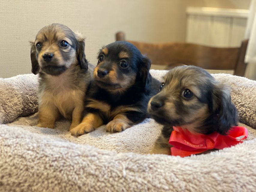 カニンヘン ダックスフンド シール & ブルースの子犬達