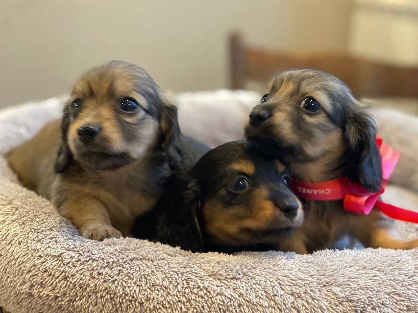 カニンヘン ダックスフンド シール & ブルースの子犬達
