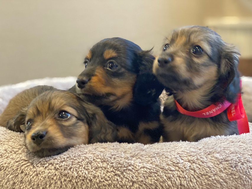 カニンヘン ダックスフンド シール & ブルースの子犬達