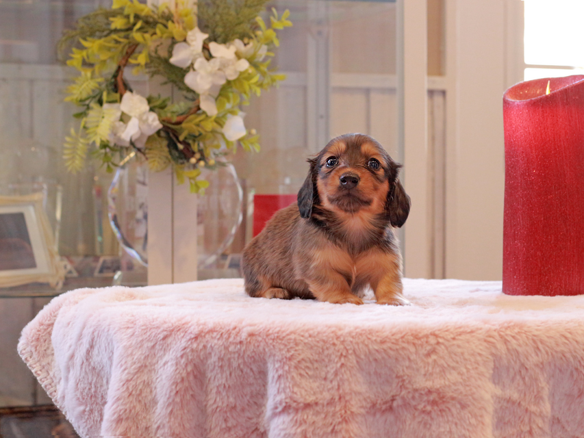 カニンヘン ダックスフンド トマト & ボノの子犬 レッド 男の子