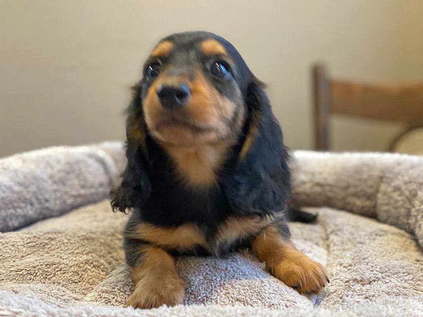 カニンヘン ダックスフンド ソフィア & ジムダンディの子犬 ブラックタン 男の子（1）