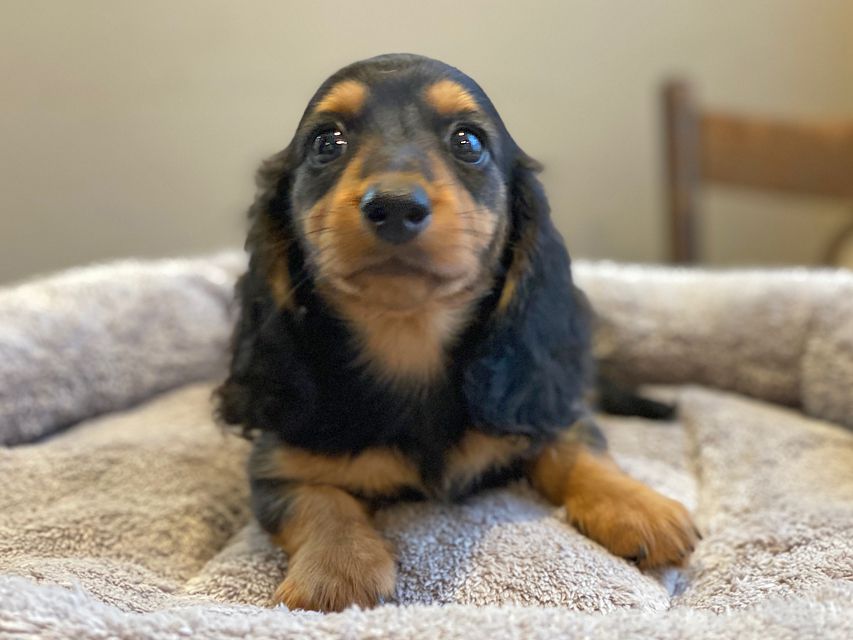 カニンヘン ダックスフンド ソフィア & ジムダンディの子犬 ブラックタン 男の子（1）