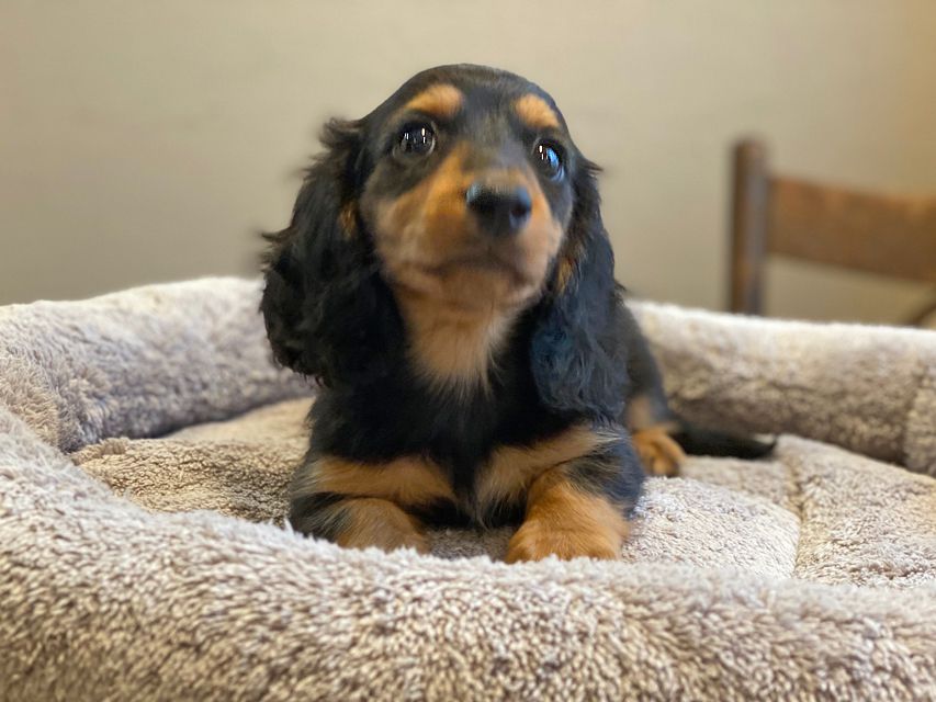 カニンヘン ダックスフンド ソフィア & ジムダンディの子犬 ブラックタン 男の子（1）