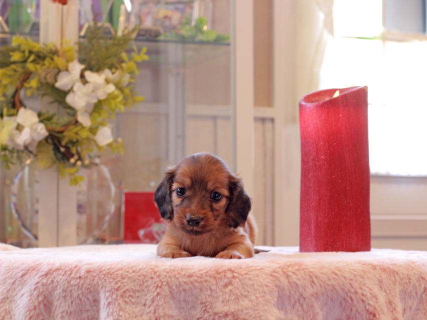 カニンヘン ダックスフンド リン & ピーターの子犬 レッド 男の子（1）