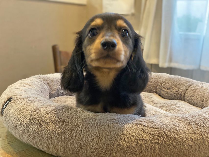 カニンヘン ダックスフンド ソフィア & ジムダンディの子犬 ブラックイエロー（ブラッククリーム） 男の子