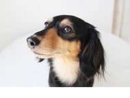 マノン.A カニヘンダックス マノン.A カニヘンダックス