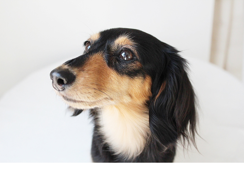 マノン.A カニヘンダックス マノン.A カニヘンダックス