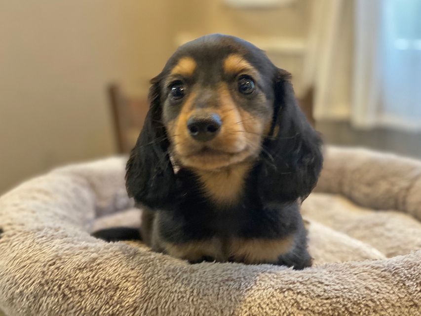 カニンヘン ダックスフンド ソフィア & ジムダンディの子犬 ブラックイエロー（ブラッククリーム） 男の子