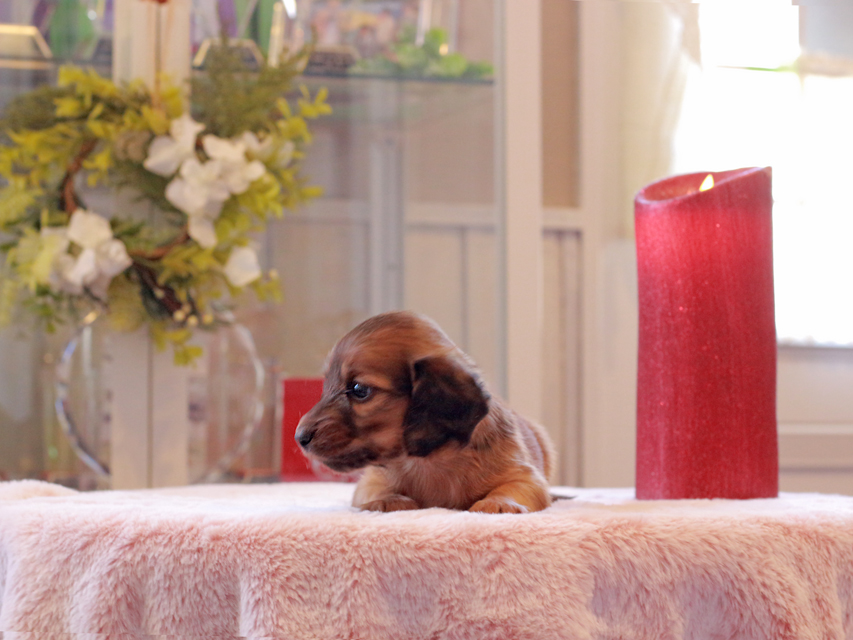 カニンヘン ダックスフンド リン & ピーターの子犬 レッド 男の子（1）