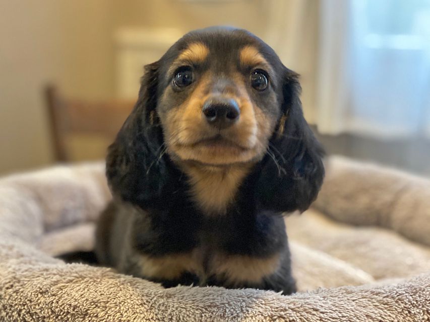 カニンヘン ダックスフンド ソフィア & ジムダンディの子犬 ブラックイエロー（ブラッククリーム） 男の子