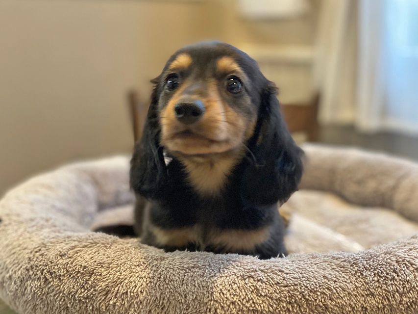 カニンヘン ダックスフンド ソフィア & ジムダンディの子犬 ブラックイエロー（ブラッククリーム） 男の子