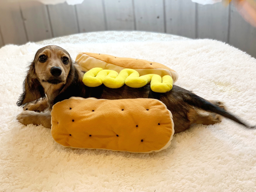 カニンヘンダックスフンド ニコmt & ビルズmtの子犬 シェーデットイエロー(シェーデットクリーム) 男の子IMG_8431 カニンヘンダックスフンド ニコmt & ビルズmtの子犬 シェーデットイエロー(シェーデットクリーム) 男の子