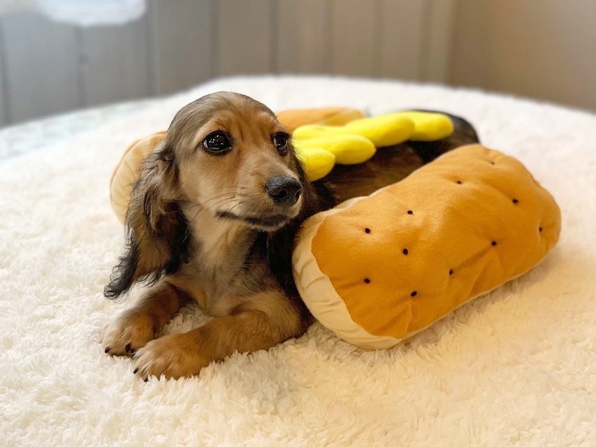 カニンヘンダックスフンド ニコmt & ビルズmtの子犬 シェーデットイエロー(シェーデットクリーム) 男の子IMG_8439 カニンヘンダックスフンド ニコmt & ビルズmtの子犬 シェーデットイエロー(シェーデットクリーム) 男の子