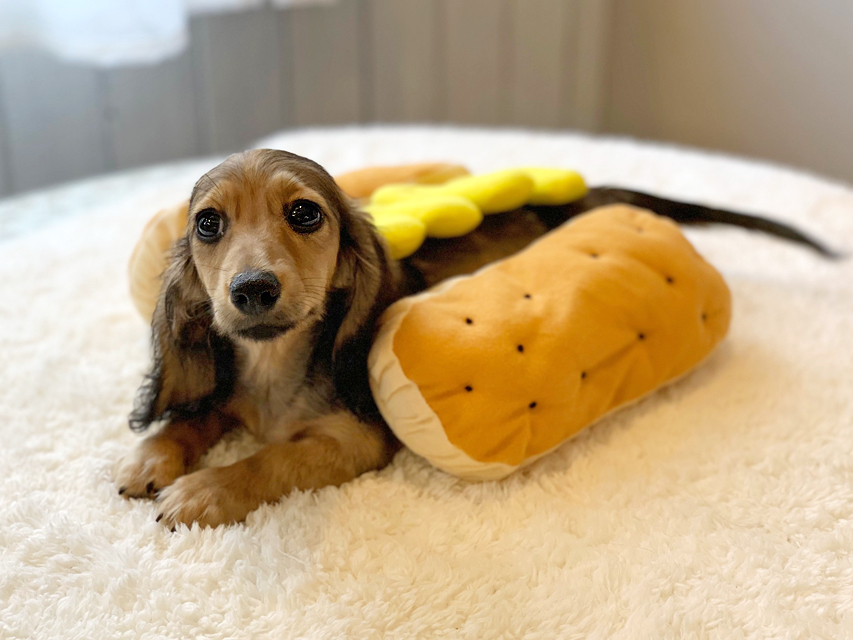 カニンヘンダックスフンド ニコmt & ビルズmtの子犬 シェーデットイエロー(シェーデットクリーム) 男の子IMG_8442 カニンヘンダックスフンド ニコmt & ビルズmtの子犬 シェーデットイエロー(シェーデットクリーム) 男の子