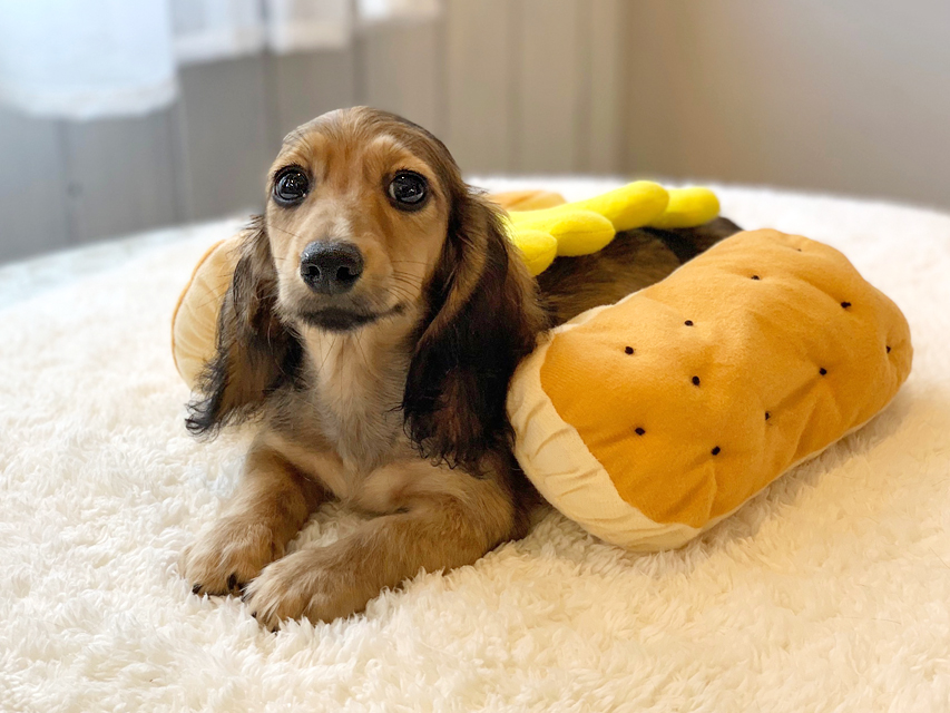 カニンヘンダックスフンド ニコmt & ビルズmtの子犬 シェーデットイエロー(シェーデットクリーム) 男の子IMG_8446 カニンヘンダックスフンド ニコmt & ビルズmtの子犬 シェーデットイエロー(シェーデットクリーム) 男の子