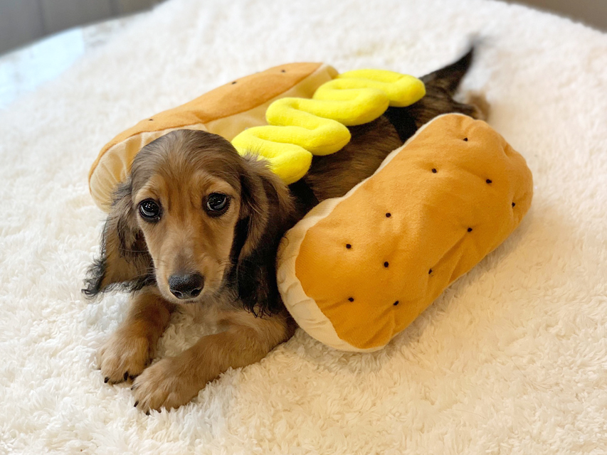 カニンヘンダックスフンド ニコmt & ビルズmtの子犬 シェーデットイエロー(シェーデットクリーム) 男の子IMG_8448 カニンヘンダックスフンド ニコmt & ビルズmtの子犬 シェーデットイエロー(シェーデットクリーム) 男の子