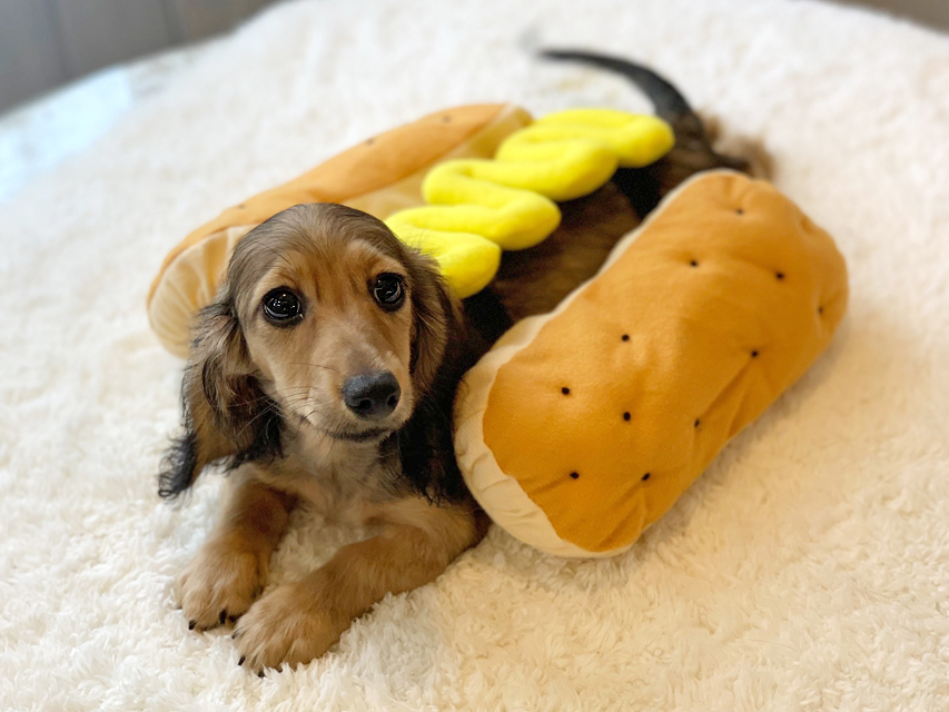 カニンヘンダックスフンド ニコmt & ビルズmtの子犬 シェーデットイエロー(シェーデットクリーム) 男の子IMG_8449 カニンヘンダックスフンド ニコmt & ビルズmtの子犬 シェーデットイエロー(シェーデットクリーム) 男の子