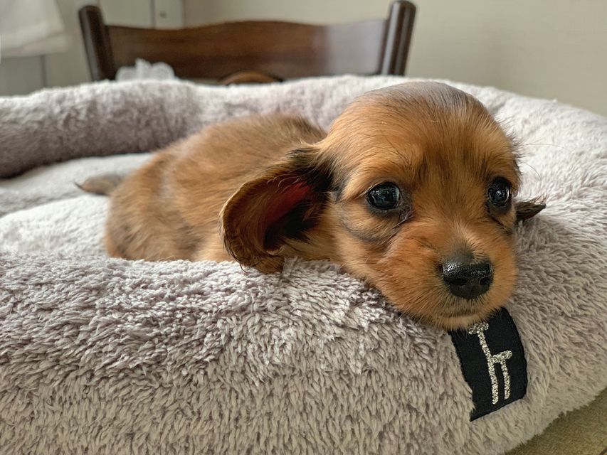 カニンヘン ダックスフンド アンナ & 竹千代の子犬 レッド 男の子