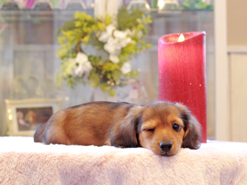 カニンヘン ダックスフンド ラテ & 竹千代CHの子犬 レッド 男の子