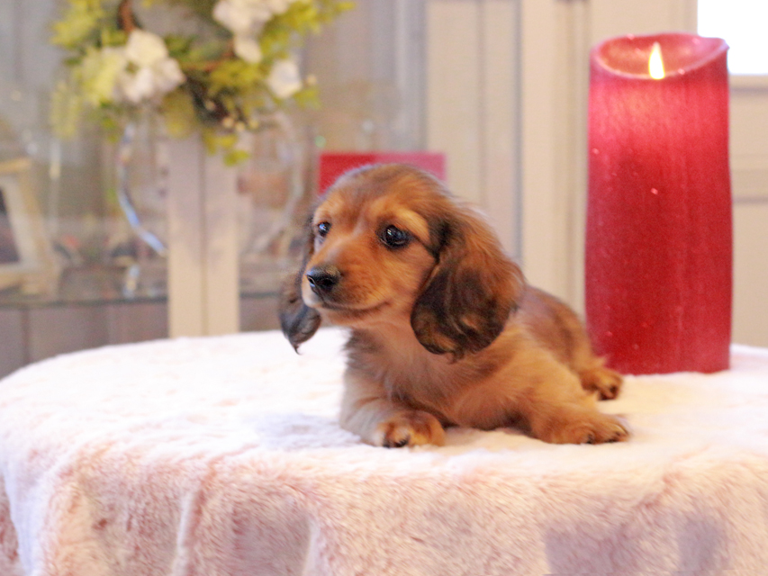 カニンヘン ダックスフンド ラテ & 竹千代CHの子犬 レッド 男の子