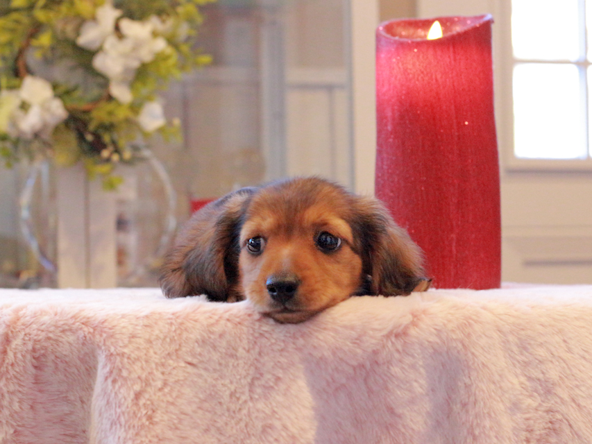 カニンヘン ダックスフンド ラテ & 竹千代CHの子犬 レッド 男の子