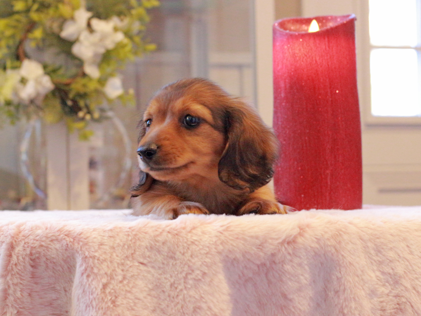 カニンヘン ダックスフンド ラテ & 竹千代CHの子犬 レッド 男の子