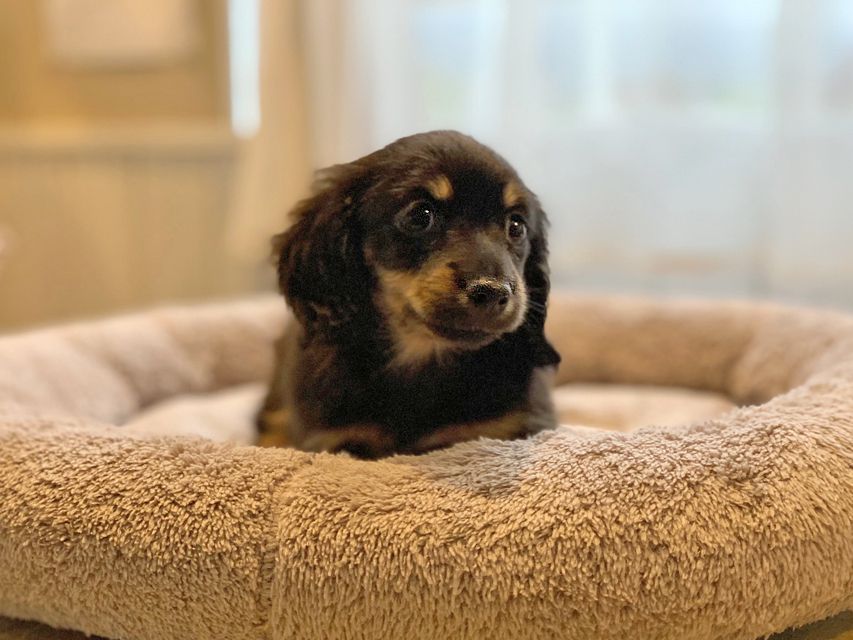 カニンヘン ダックスフンド 小町hp & ブルースの子犬 ブラタン 女の子IMG_8638 カニンヘン ダックスフンド 小町hp & ブルースの子犬 ブラタン 女の子