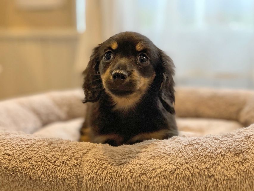 カニンヘン ダックスフンド 小町hp & ブルースの子犬 ブラタン 女の子IMG_8639 カニンヘン ダックスフンド 小町hp & ブルースの子犬 ブラタン 女の子