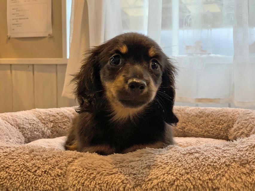 カニンヘン ダックスフンド 小町hp & ブルースの子犬 ブラタン 女の子IMG_8646 カニンヘン ダックスフンド 小町hp & ブルースの子犬 ブラタン 女の子