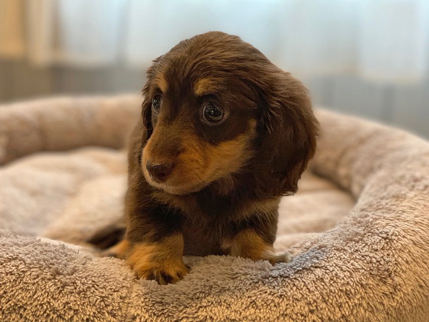 カニンヘン ダックスフンド 小町hp & ブルースの子犬 チョコイエロー（チョコクリーム） 女の子