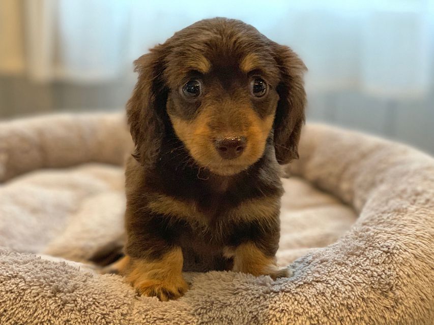 カニンヘン ダックスフンド 小町hp & ブルースの子犬 チョコイエロー（チョコクリーム） 女の子