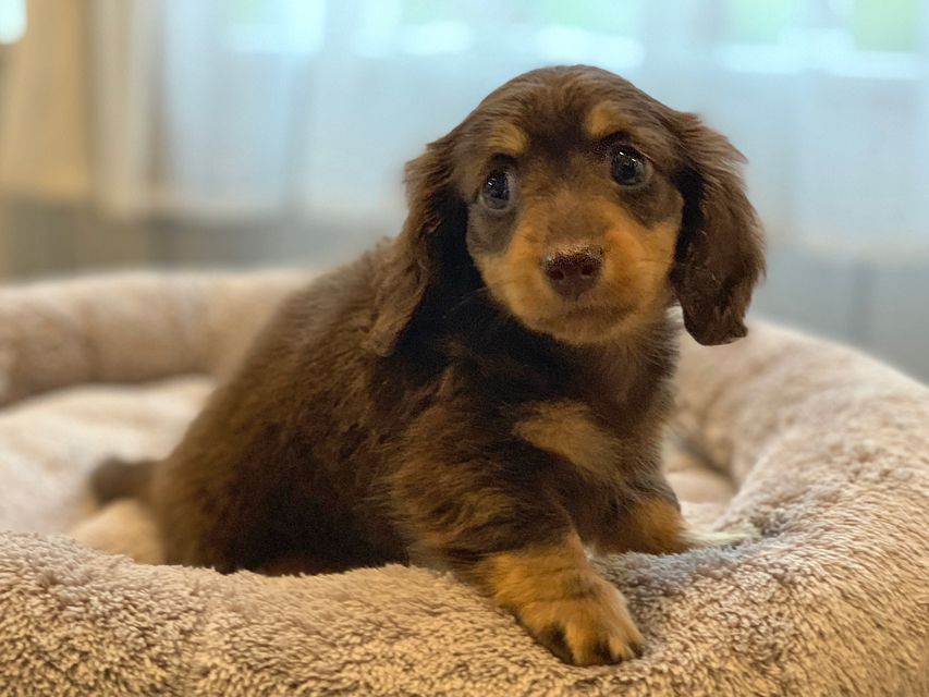 カニンヘン ダックスフンド 小町hp & ブルースの子犬 チョコイエロー（チョコクリーム） 女の子