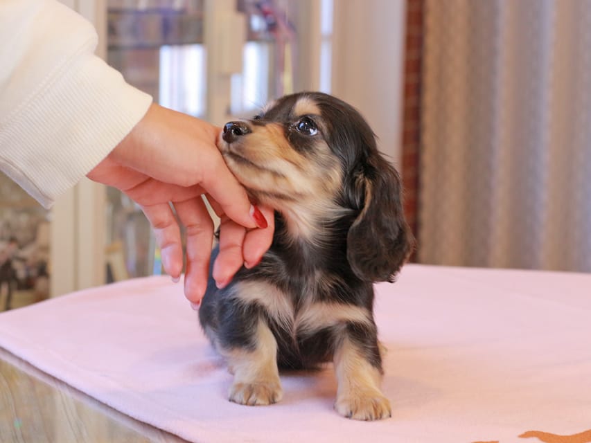 カニンヘンダックスフンド ロージア & ミカゲの子犬 ブラックイエロー 男の子IMG_9071 カニンヘンダックスフンド ロージア & ミカゲの子犬 ブラックイエロー 男の子