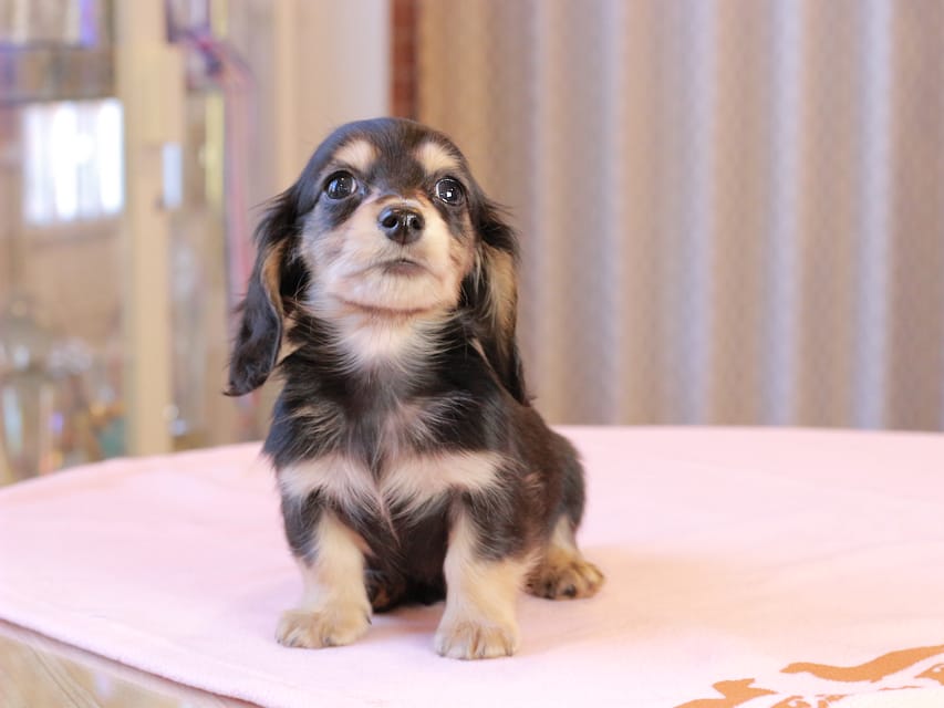 カニンヘンダックスフンド ロージア & ミカゲの子犬 ブラックイエロー 男の子IMG_9079 カニンヘンダックスフンド ロージア & ミカゲの子犬 ブラックイエロー 男の子