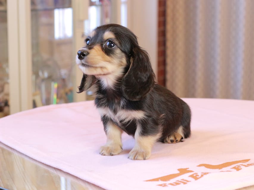 カニンヘンダックスフンド ロージア & ミカゲの子犬 ブラックイエロー 男の子IMG_9090 カニンヘンダックスフンド ロージア & ミカゲの子犬 ブラックイエロー 男の子