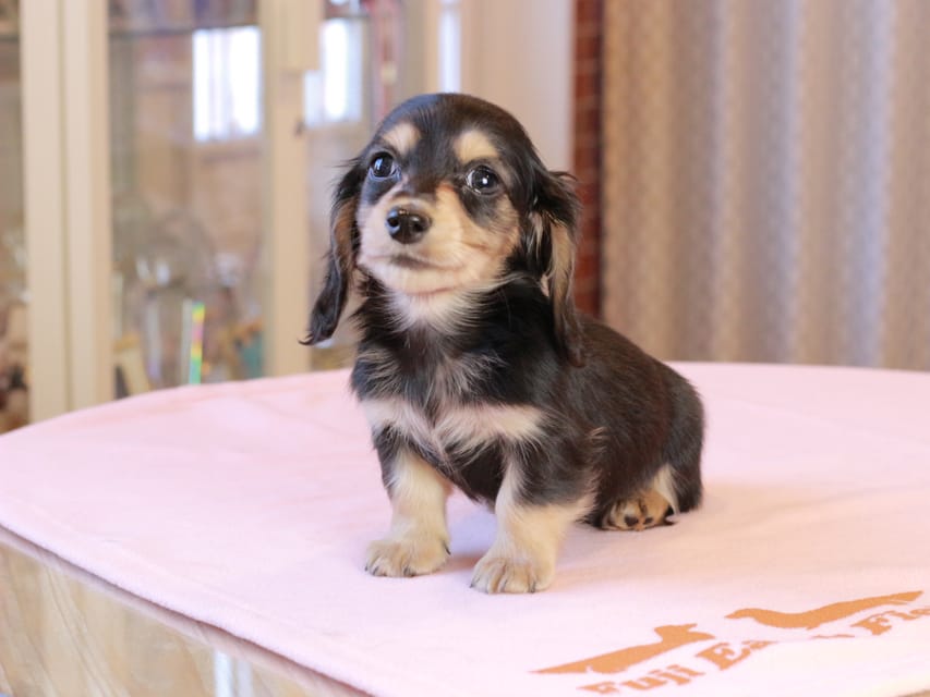 カニンヘンダックスフンド ロージア & ミカゲの子犬 ブラックイエロー 男の子IMG_9093 カニンヘンダックスフンド ロージア & ミカゲの子犬 ブラックイエロー 男の子
