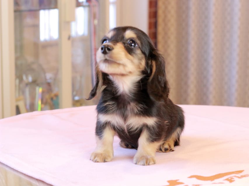 カニンヘンダックスフンド ロージア & ミカゲの子犬 ブラックイエロー 男の子IMG_9096 カニンヘンダックスフンド ロージア & ミカゲの子犬 ブラックイエロー 男の子