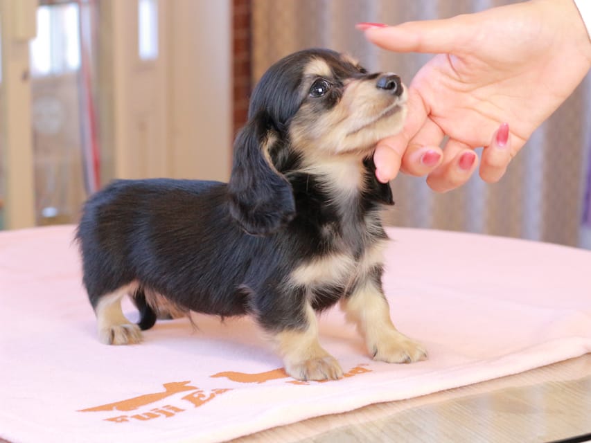 カニンヘンダックスフンド ロージア & ミカゲの子犬 ブラックイエロー 男の子IMG_9111 カニンヘンダックスフンド ロージア & ミカゲの子犬 ブラックイエロー 男の子