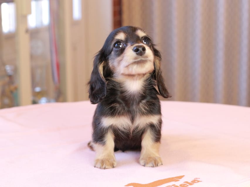 カニンヘンダックスフンド ロージア & ミカゲの子犬 ブラックイエロー 男の子IMG_9133 カニンヘンダックスフンド ロージア & ミカゲの子犬 ブラックイエロー 男の子