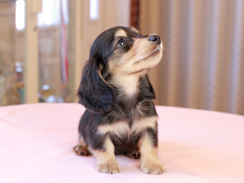 カニンヘンダックスフンド ロージア & ミカゲの子犬 ブラックイエロー 男の子IMG_9137 カニンヘンダックスフンド ロージア & ミカゲの子犬 ブラックイエロー 男の子