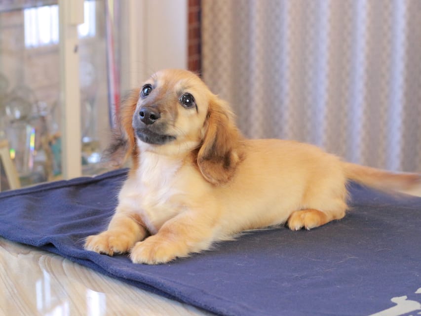 カニンヘンダックスフンド カメオ ＆ ボノの子犬 レッド 男の子