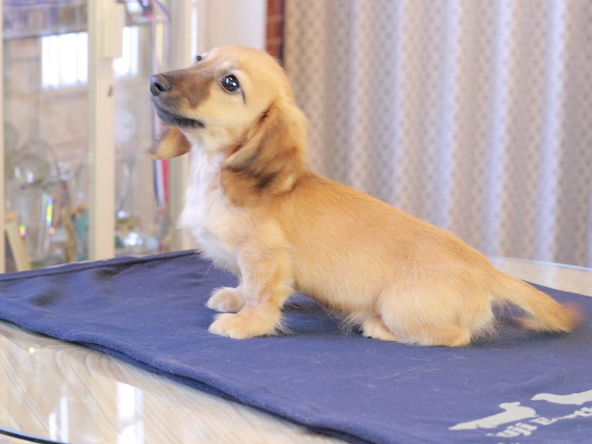 カニンヘンダックスフンド カメオ ＆ ボノの子犬 レッド 男の子