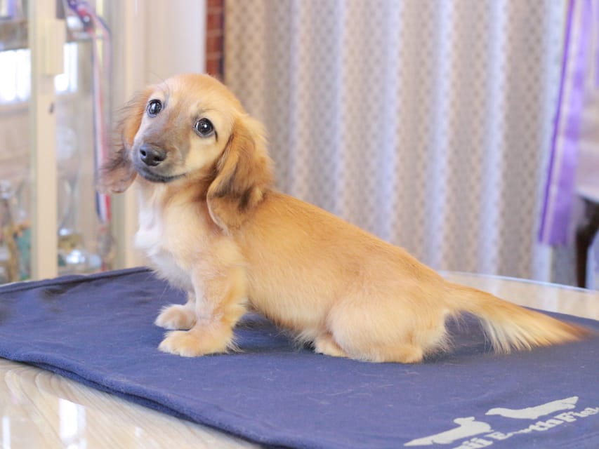 カニンヘンダックスフンド カメオ ＆ ボノの子犬 レッド 男の子